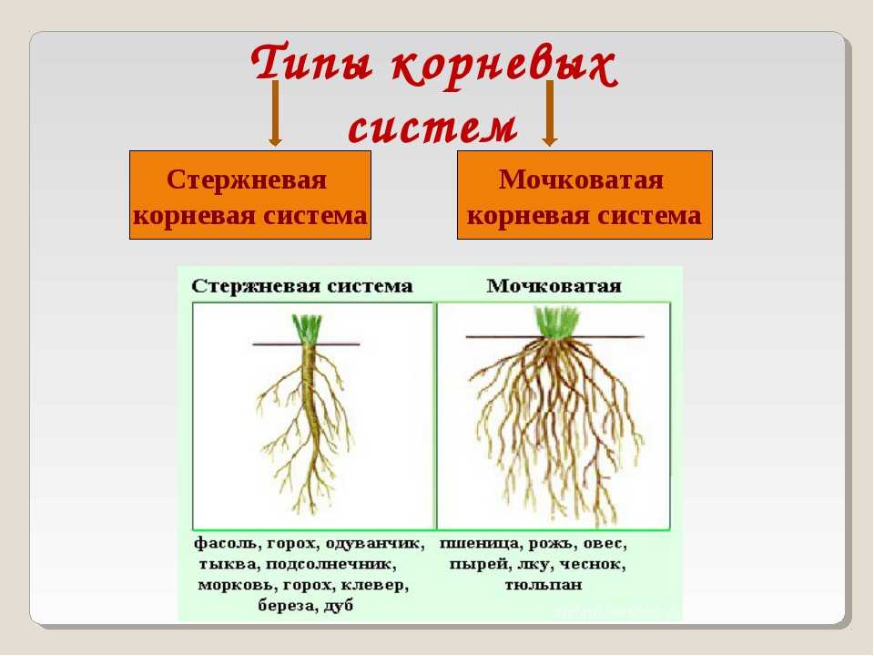 Захарченко г. 				 |
						практическая направленность преподавания курса ботаники | газета «биология» № 24/2006