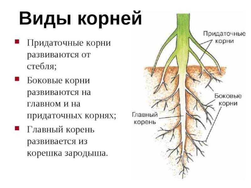 Класс однодольные, семейство злаки 6 класс онлайн-подготовка на ростелеком лицей | тренажеры и разбор заданий