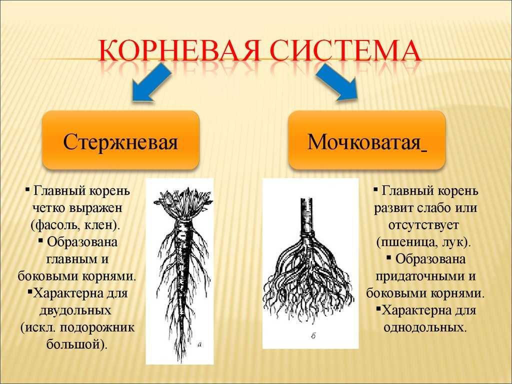 Благоприятные факторы формирования корневой системы пшеницы - omvesti.com