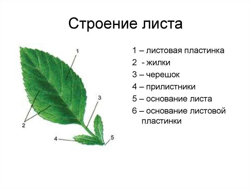 Внешнее и внутреннее строение листа