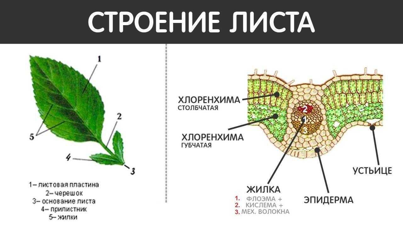 Подорожник ланцетолистный