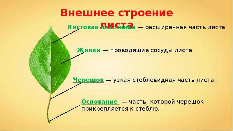 Тип жилкования листа подорожника