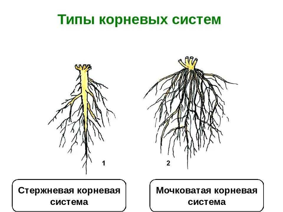Triticum