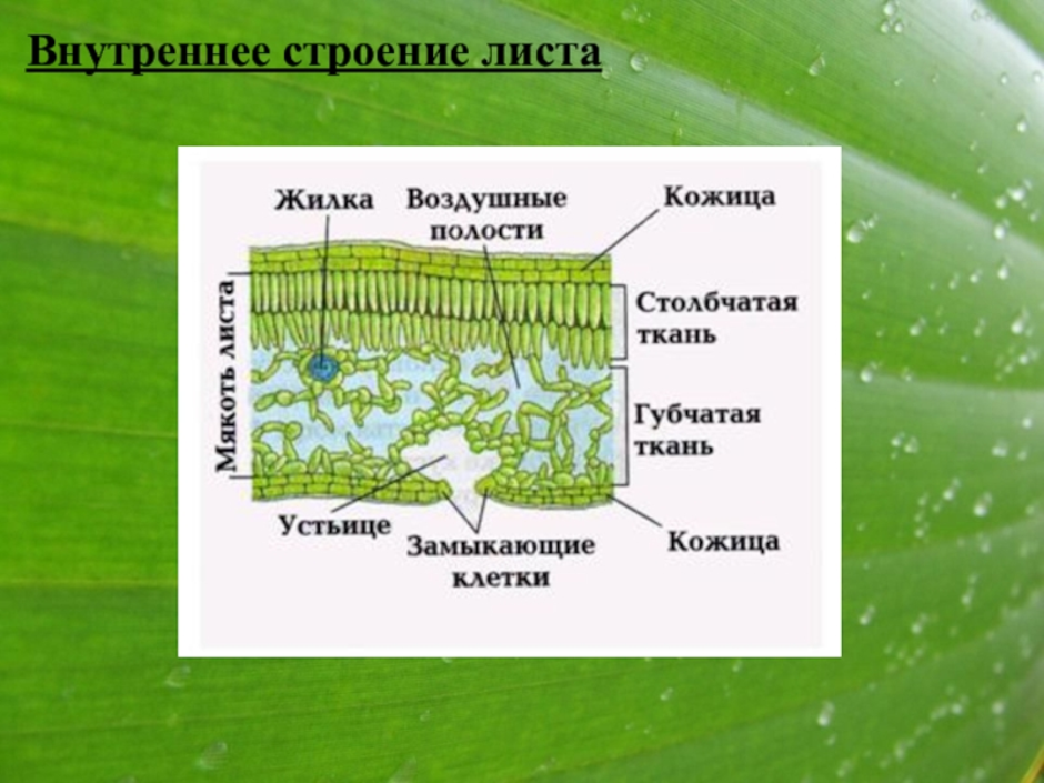 Подорожник большой или обыкновенный