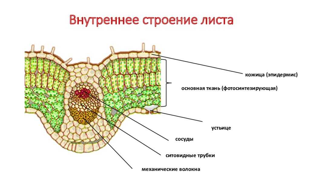 Листорасположение биология 6 класс подробный рассказ большой - граматика и образование на napishet.ru