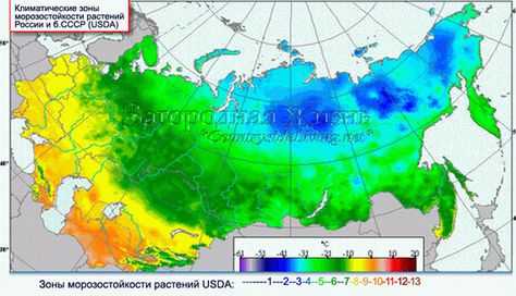 Зоны морозостойкости растений в россии