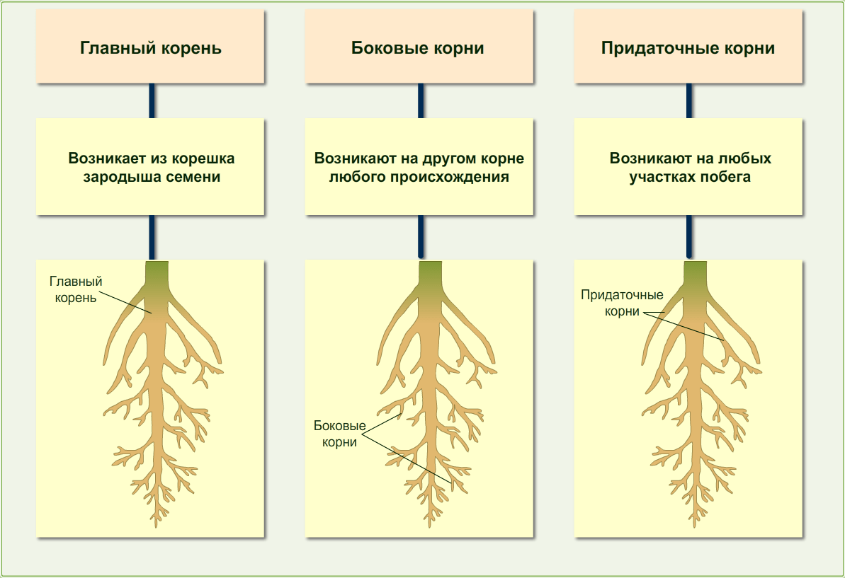 Какой высоты достигает пшеница? - места и названия