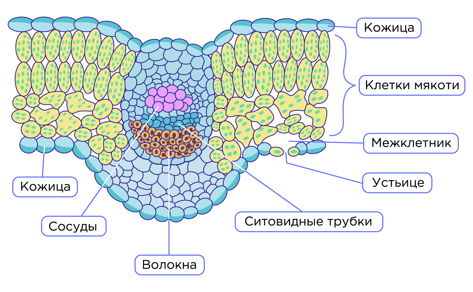 Способ прикрепления листа подорожника