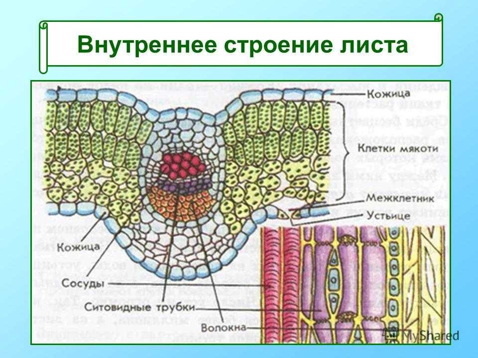 Какое листорасположение у подорожника: особенности и применение