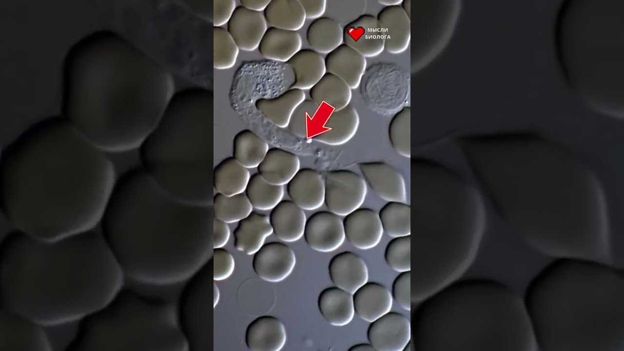 Как нарисовать микроскоп - всё просто