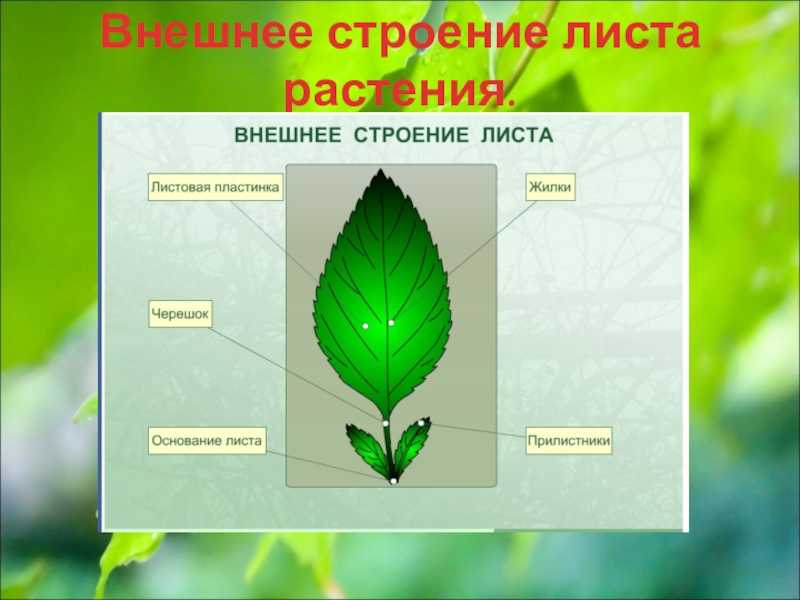 Листорасположение у подорожника: типичные черты и особенности