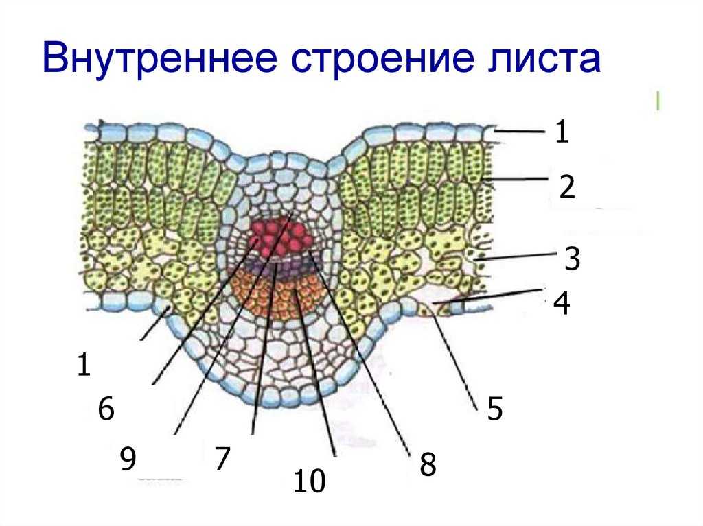 Подорожники большой, средний, ланцетный