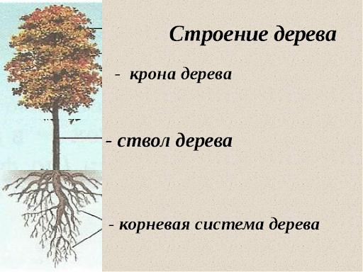 Какая корневая система у пшеницы стержневая или мочковатая? - гаджеты, технологии, интернет