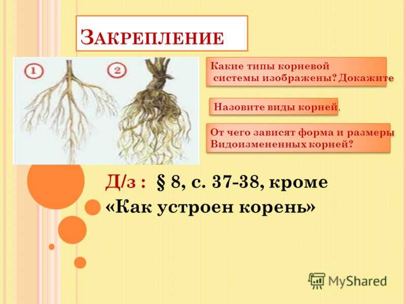 Какой тип корневой системы у клена?