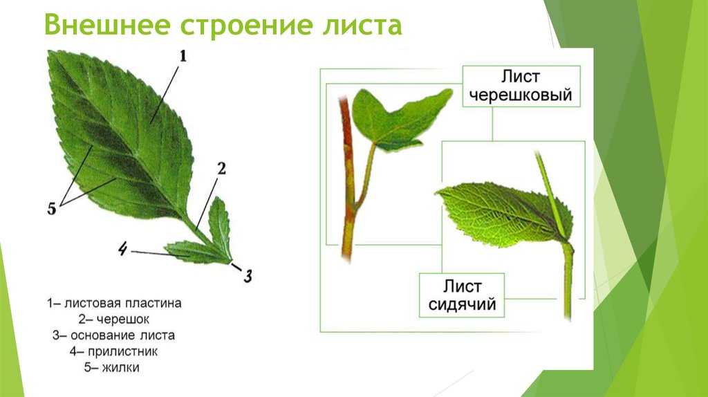 Подорожник ланцетолистный | лесная кладовая