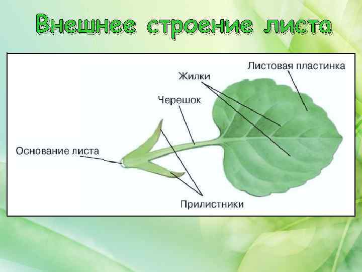 Листорасположение у подорожника: особенности и значение