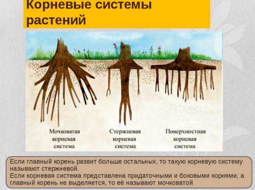 Корневая система мочковатая Общее соцветие прямой линейный продолговатый или яйцевидный сложный колос длиной от 3 до 15 см с не распадающейся или распадающейся при плодах на членики осью