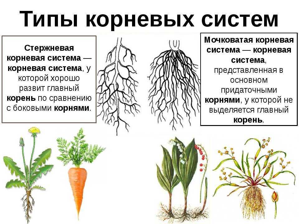 Какого размера семена: пшенице, кукурузы, томата?, биология