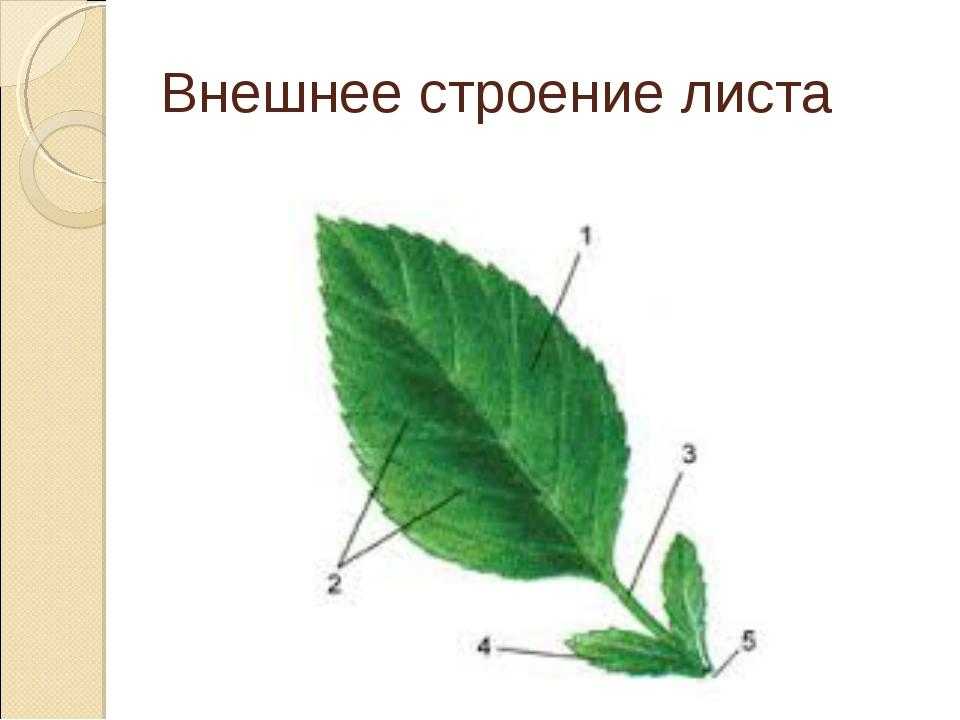 Какое листорасположение у подорожника: особенности и полезные свойства растения
