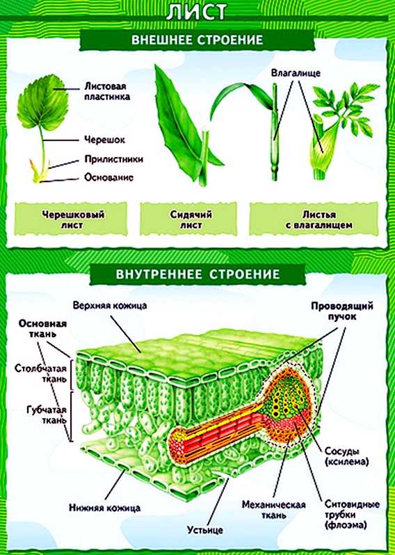 Растения пензенской области: подорожник большой