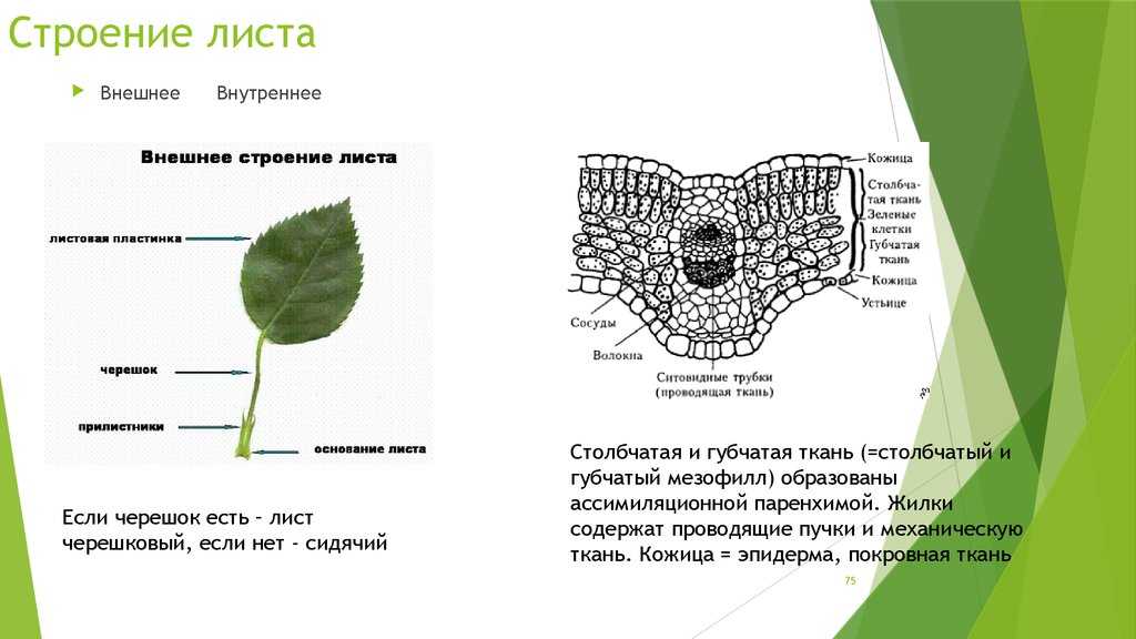 Какое листорасположение у подорожника: особенности и значение
