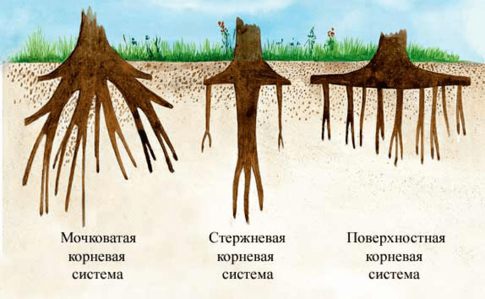 Пшеница | owlapps