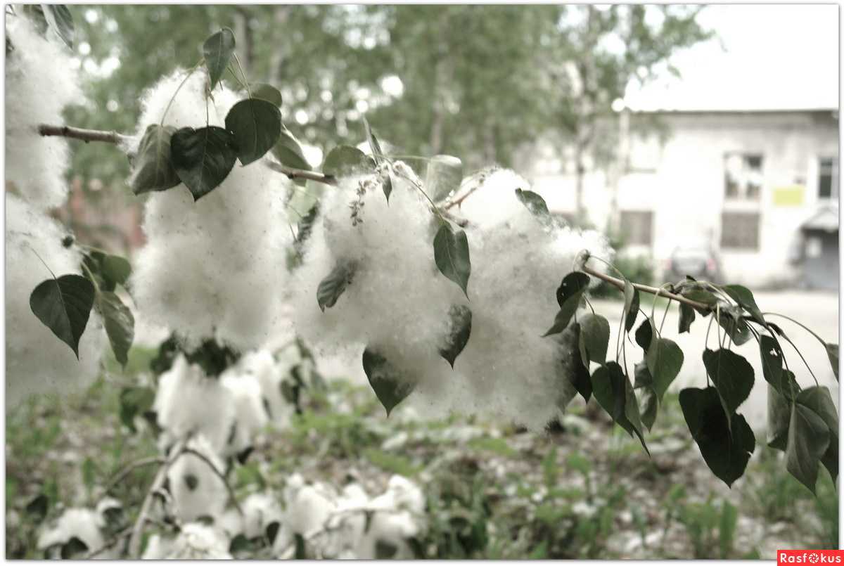 Тополиный пух песня год выхода. обновление состава иванушки international – реальный факт сурового шоу-бизнеса