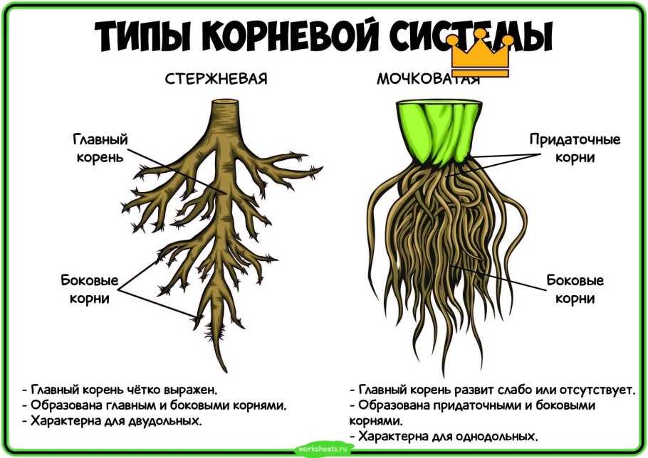 Ответы к §11 класс однодольные. семейства лилейные и злаки. гдз биология учебник 7 класс пасечник - страница 12