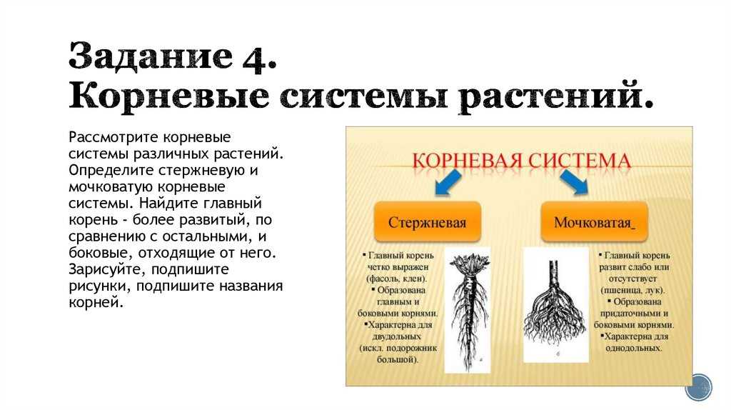 Корневая система пшеницы: тип и как формируется, особенности строения