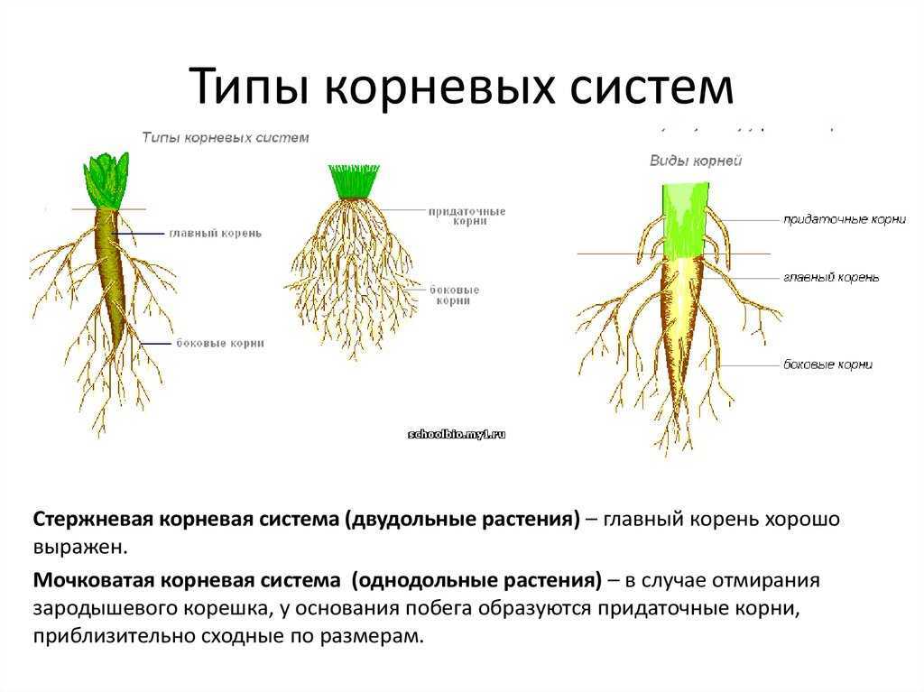 Корневая система пшеницы: какой у неё тип и как она развивается, особенности корней озимой пшеницы (содержание серы, вторичное образование)