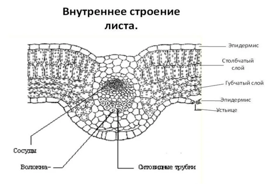 Внешнее и внутреннее строение листа