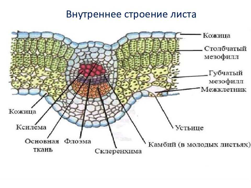 Тип жилкования листа подорожника