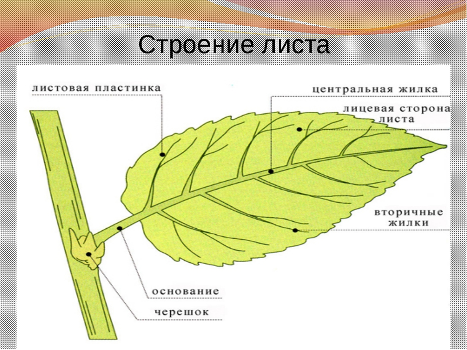Тип жилкования листа подорожника
