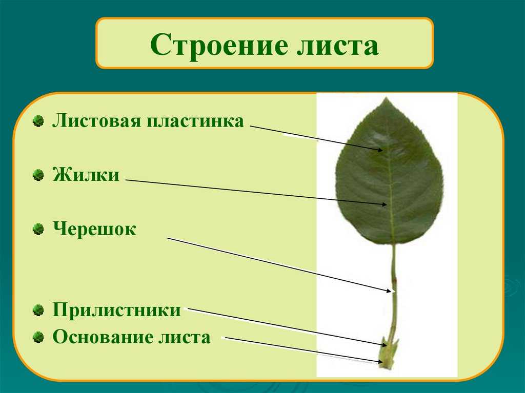 Какое листорасположение у подорожника