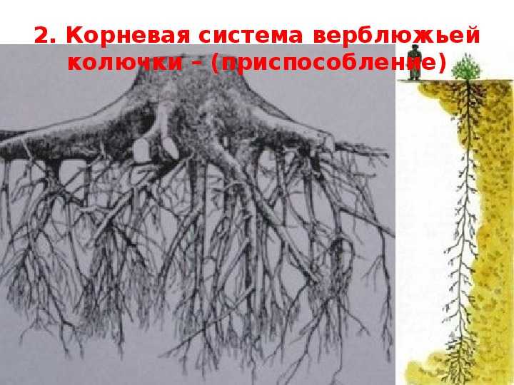 Какой высоты достигает пшеница?