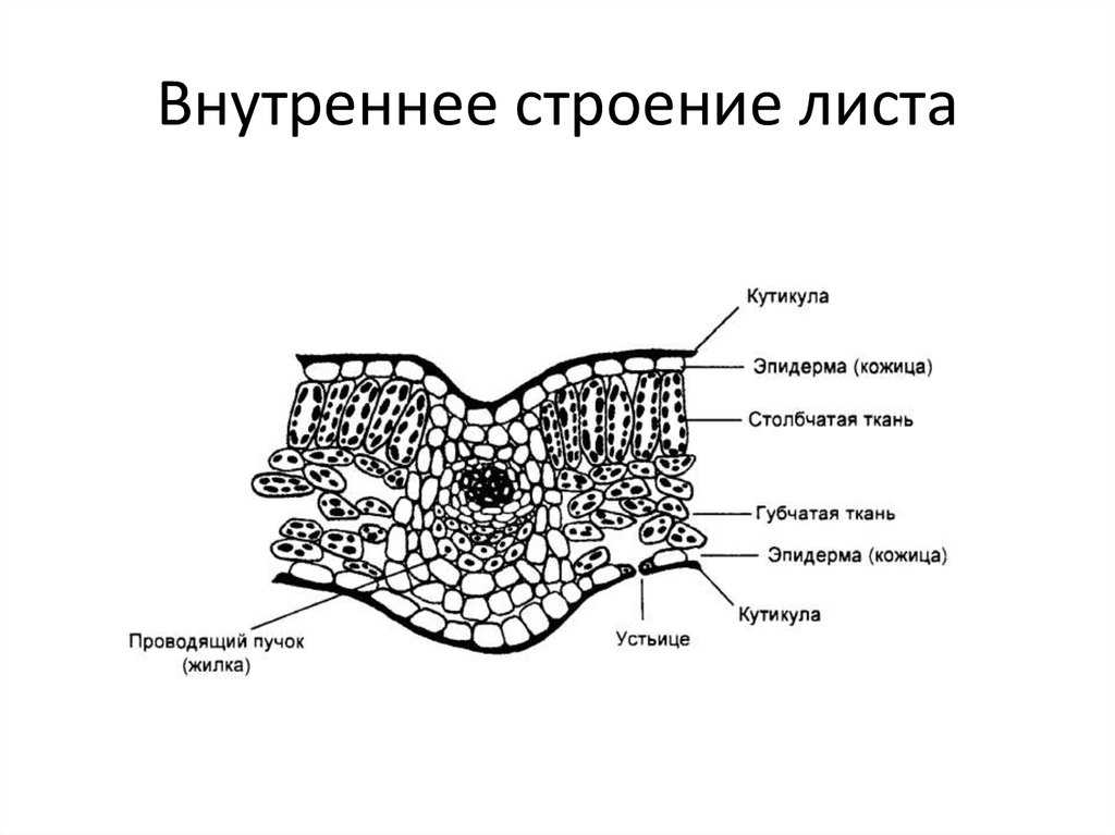 Подорожник листья простые или сложные жилкование листорасположение