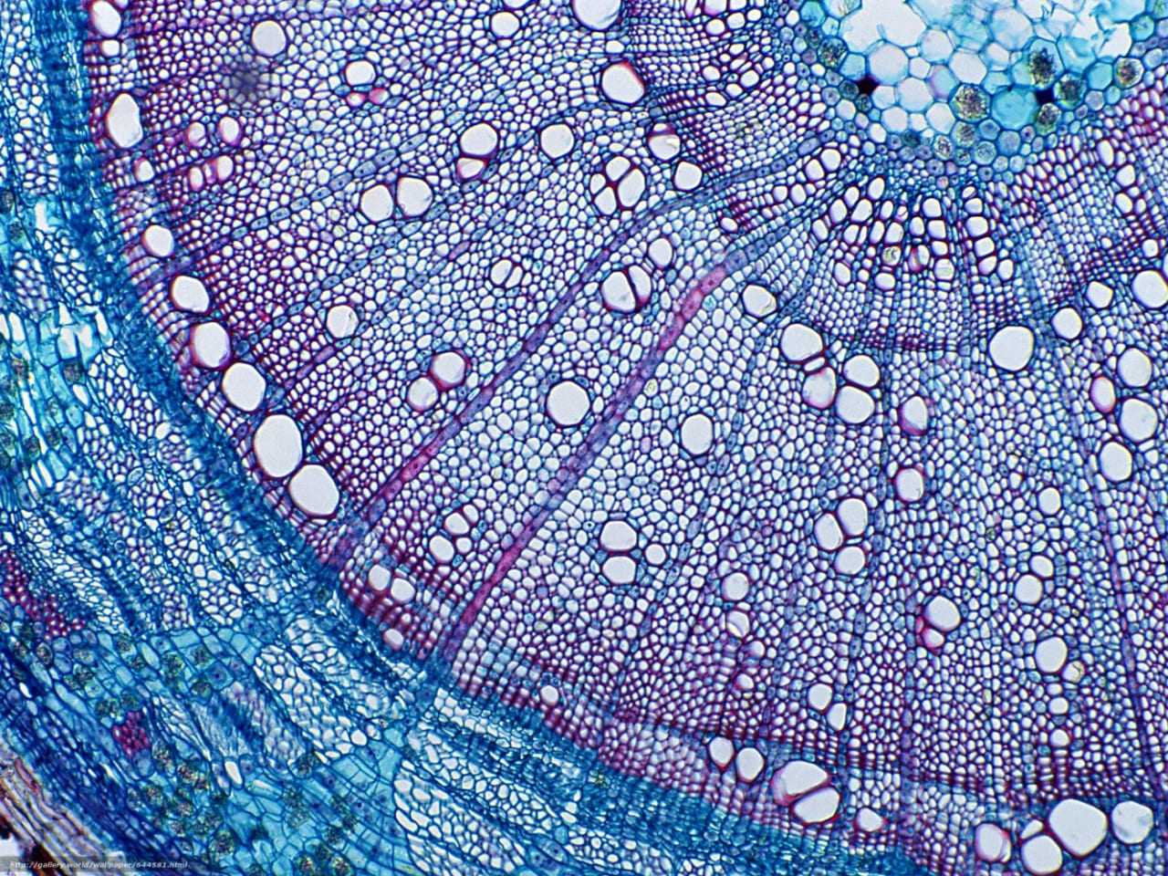 Исследование наличия микроорганизмов на руках человека | статья в журнале «юный ученый»