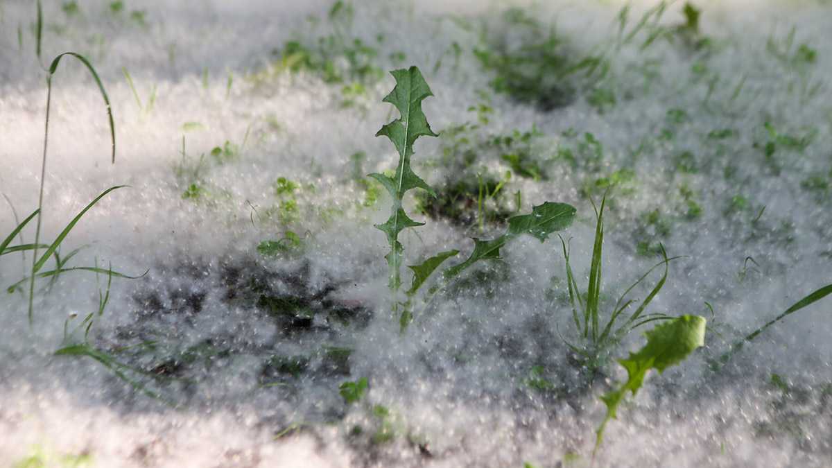 Тополиный пух, дубак, ноябрь!