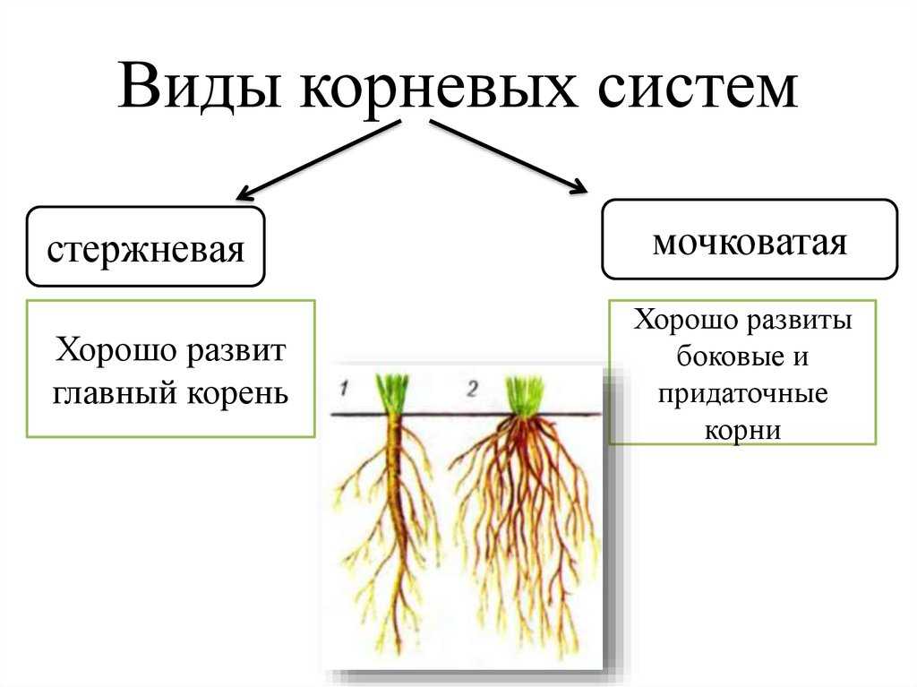 Биология пасечник учебник §8 | частная школа. 6 класс
