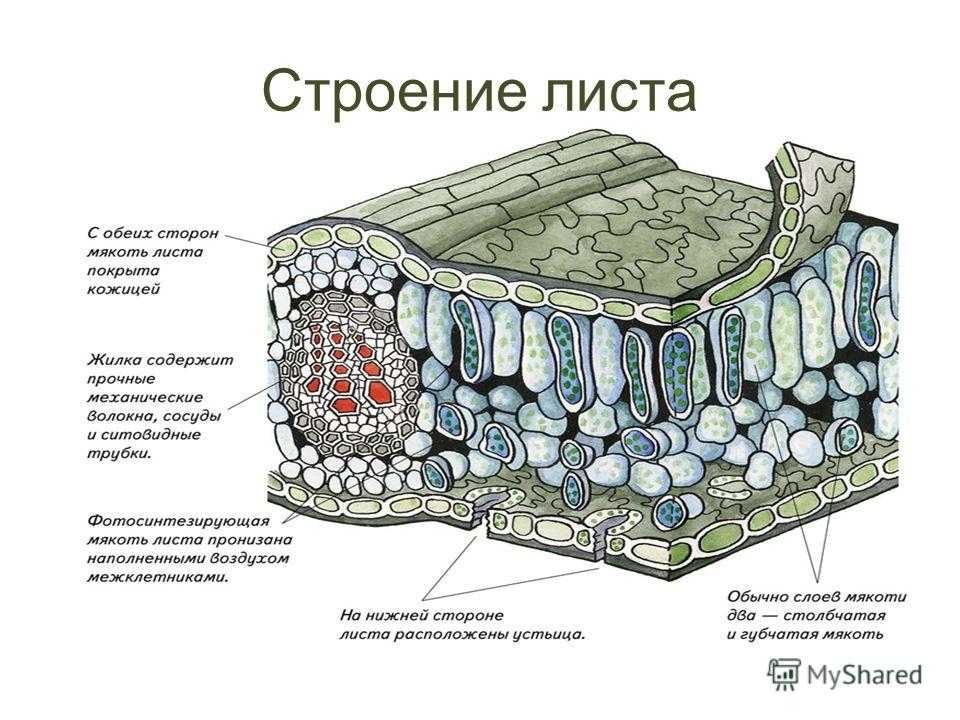Тип жилкования листа подорожника