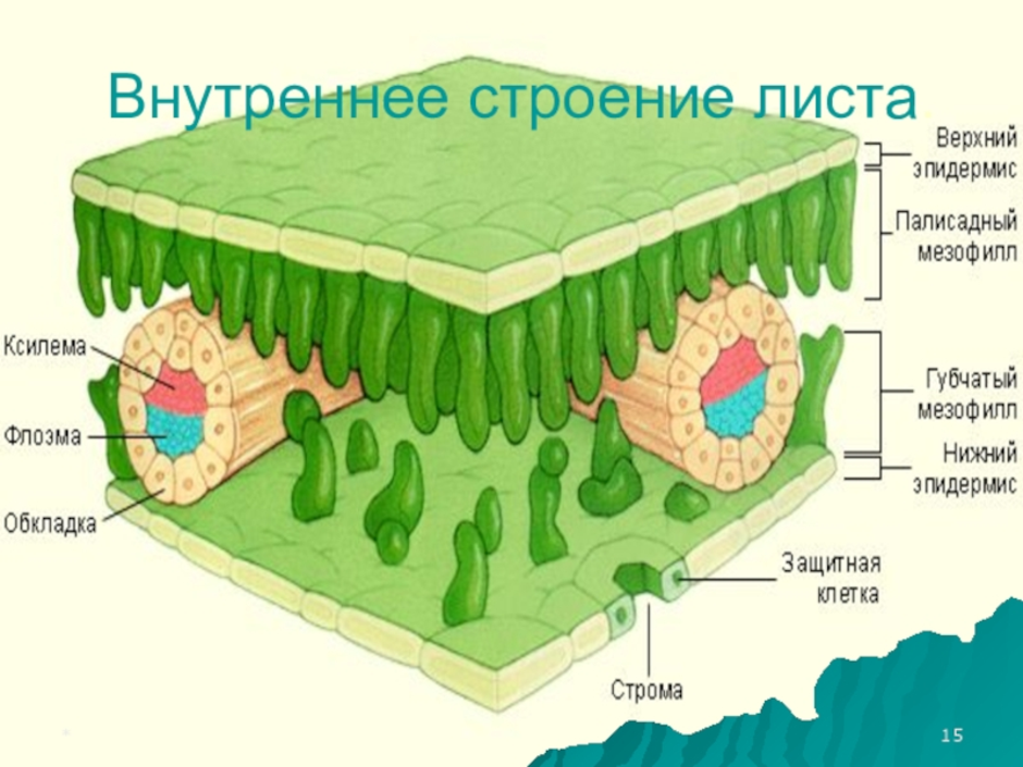 Листорасположение у подорожника: особенности и характеристики