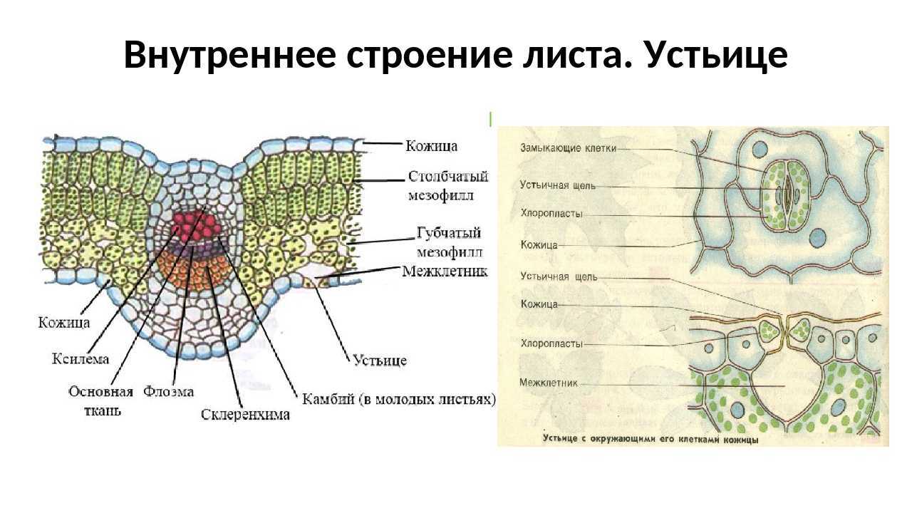Расположение листьев подорожника в прикорневой розетке