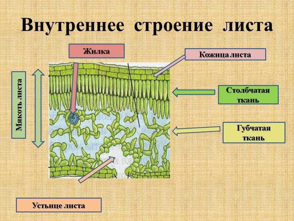 Листорасположение подорожника: особенности прикорневой розетки