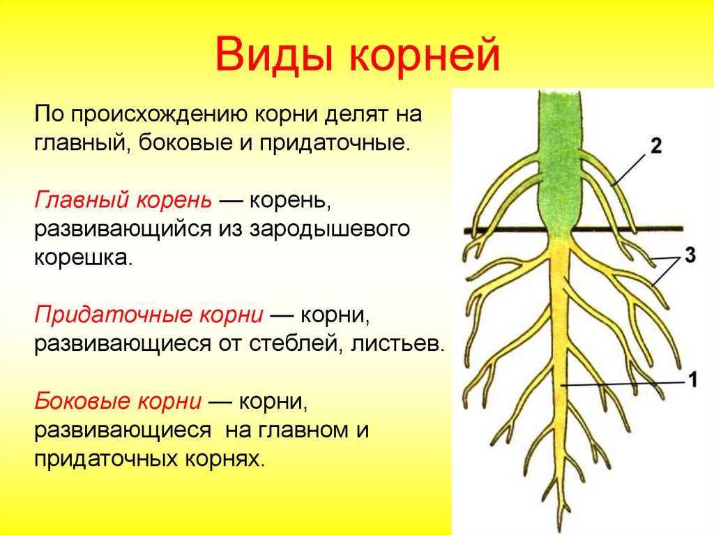 Пшеница