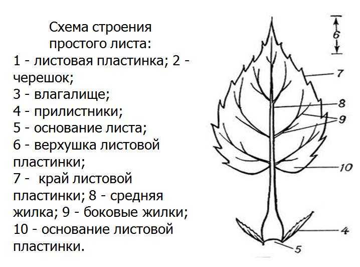 Как расположены листья у подорожника