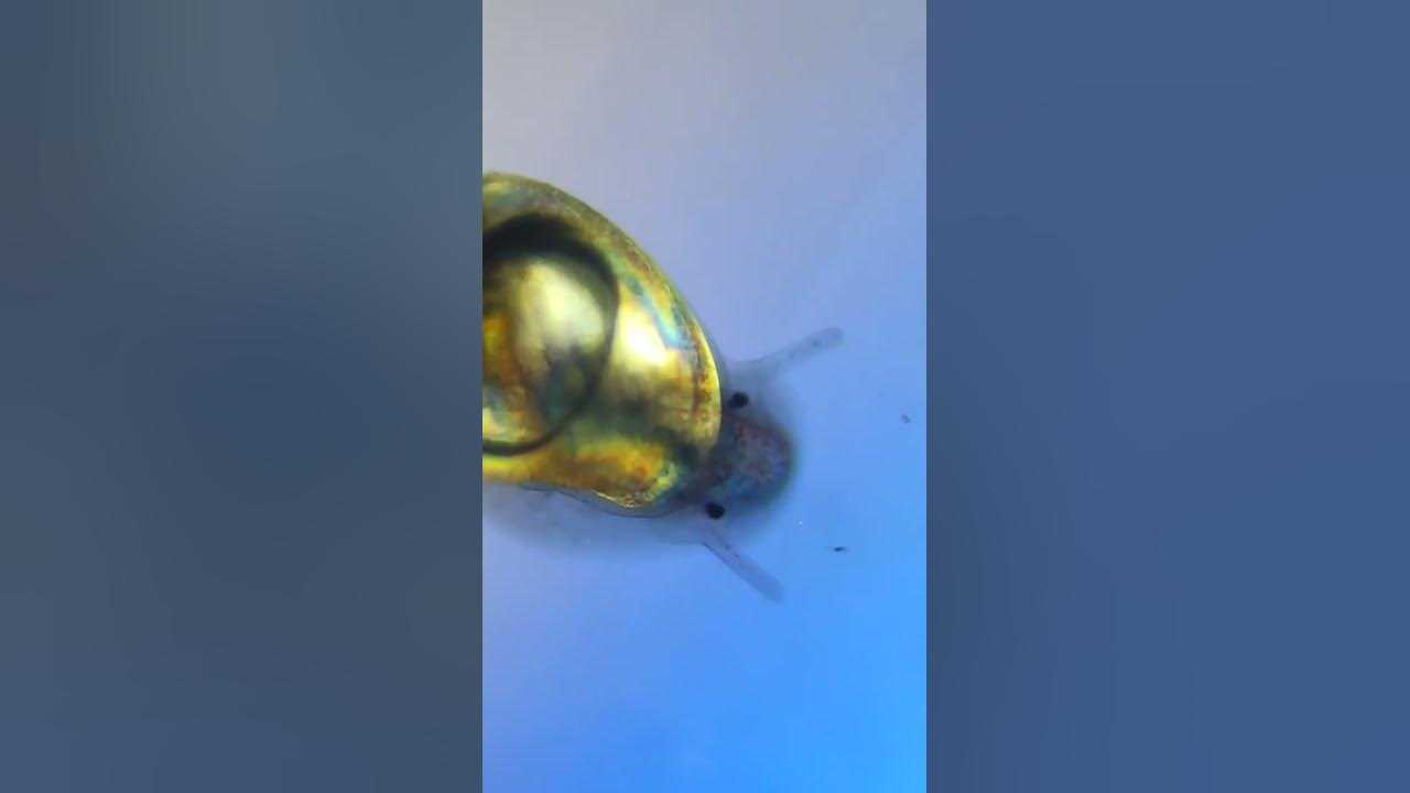 Изучение микромира под микроскопом/§5 — викиверситет