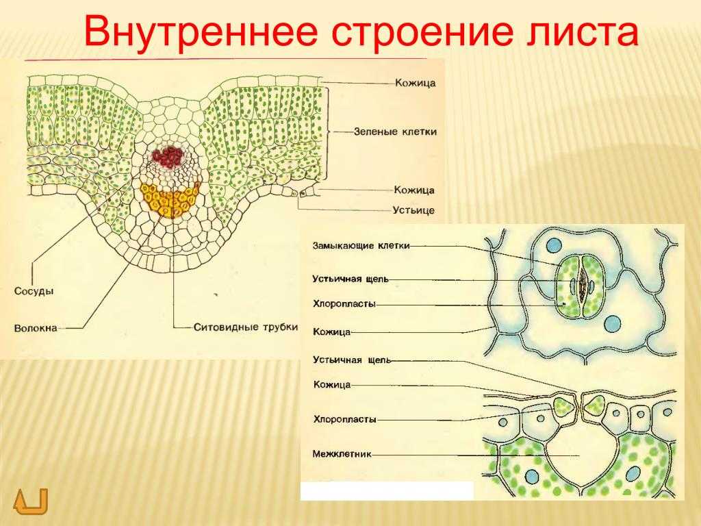 Как правильно расположены листья у подорожника? отличия и функции листорасположения