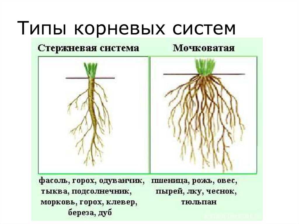Благоприятные факторы формирования корневой системы пшеницы