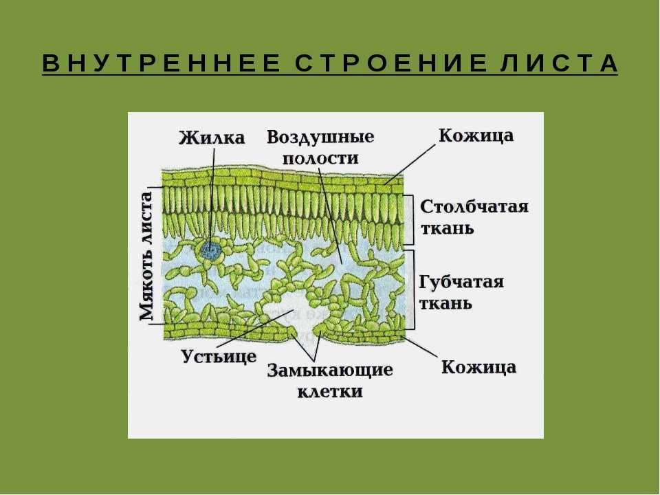 Какое листорасположение у подорожника: особенности и применение