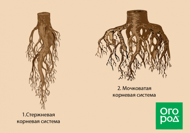 Биология пасечник учебник §8